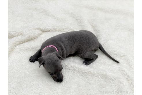 成約済の愛知県のイタリアングレーハウンド(イタグレ)-364596の10枚目