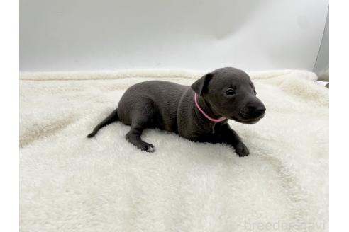 成約済の愛知県のイタリアングレーハウンド(イタグレ)-364596の9枚目