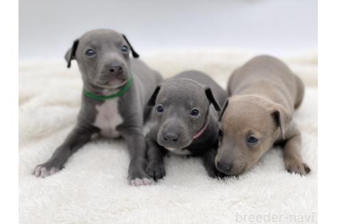 成約済の愛知県のイタリアングレーハウンド(イタグレ)-364596の8枚目