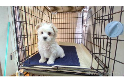 成約済の茨城県のミックス犬-358695の1枚目