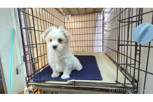 成約済の茨城県のミックス犬-358695の6枚目