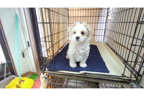 成約済の茨城県のミックス犬-358695の5枚目