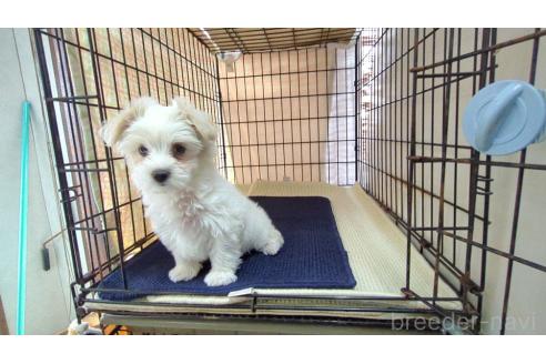 成約済の茨城県のミックス犬-358695の4枚目