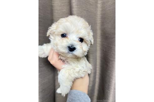 成約済の山口県のマルプー:マルチーズ×トイプードル-364620の1枚目