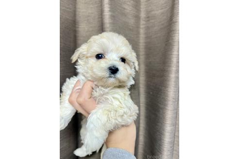 成約済の山口県のマルプー:マルチーズ×トイプードル-364620の5枚目