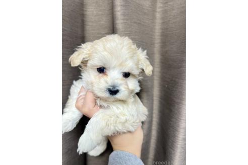 成約済の山口県のマルプー:マルチーズ×トイプードル-364620の4枚目