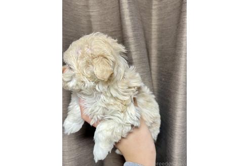 成約済の山口県のマルプー:マルチーズ×トイプードル-364620の3枚目