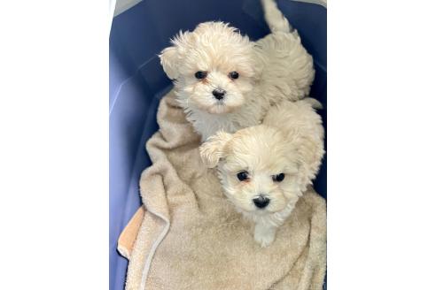 成約済の山口県のマルプー:マルチーズ×トイプードル-364620の2枚目