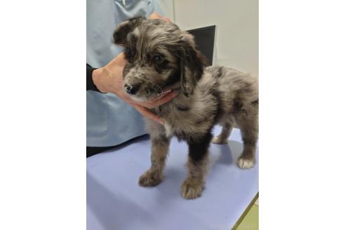 成約済の長野県のミックス犬-356123の6枚目