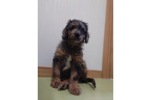 成約済の長野県のミックス犬-356123の4枚目