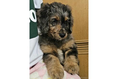 成約済の長野県のミックス犬-356123の2枚目