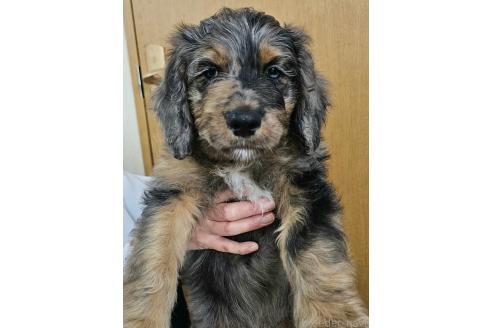 成約済の長野県のミックス犬-356123の1枚目