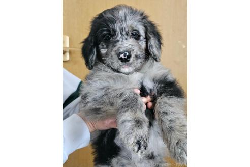 成約済の長野県のミックス犬-356122の25枚目