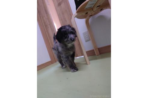 成約済の長野県のミックス犬-356122の22枚目