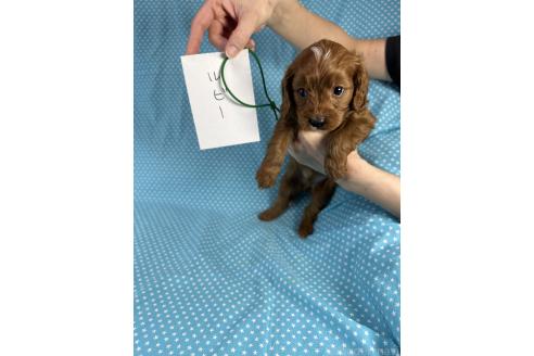 成約済の北海道のミックス犬-364631の3枚目