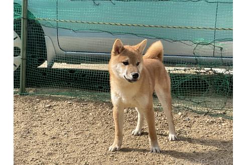 成約済の岡山県の柴犬-364639の6枚目