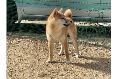 成約済の岡山県の柴犬-364639の5枚目