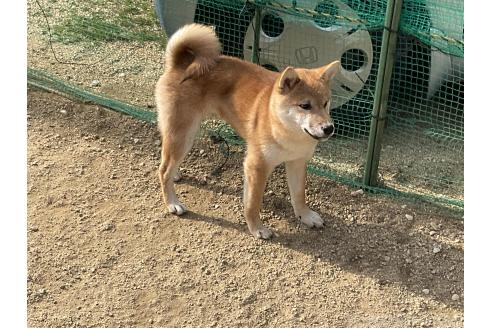 成約済の岡山県の柴犬-364639の4枚目