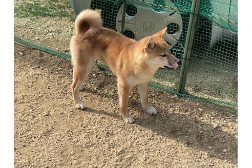 成約済の岡山県の柴犬-364639の3枚目