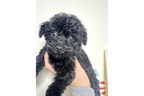 成約済の山口県のトイプードル-364638の2枚目