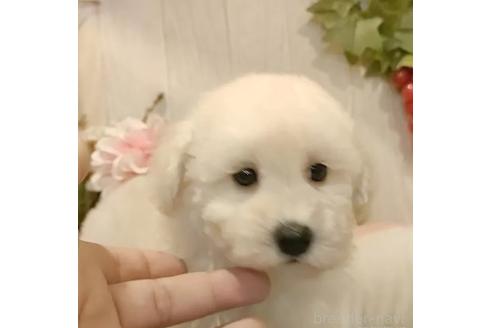 成約済の愛知県のティーカッププードル-364648