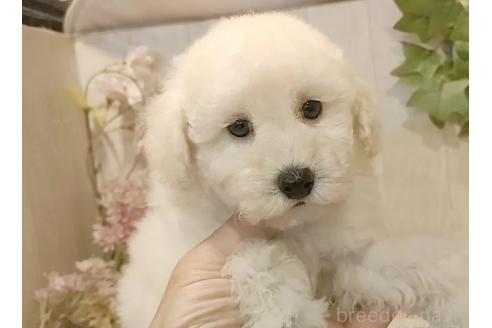 成約済の愛知県のティーカッププードル-364648の5枚目