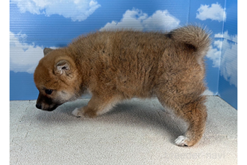 成約済の愛知県の柴犬-364667の4枚目