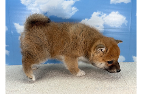 成約済の愛知県の柴犬-364667の3枚目