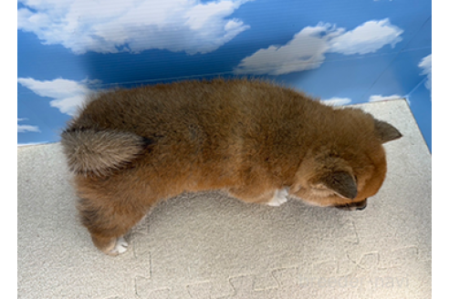 成約済の愛知県の柴犬-364667の2枚目