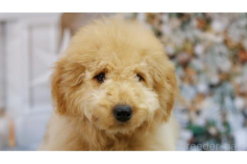 成約済の茨城県のゴールデンドゥードル:ゴールデンレトリーバー×プードル-343878の3枚目