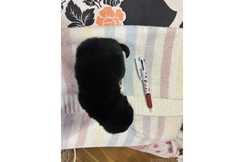 成約済の熊本県の豆柴-360232の4枚目