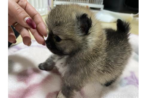 成約済の岡山県のポメラニアン-364725の5枚目