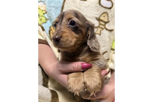成約済の福岡県のミニチュアダックスフンド(ロングヘアード)-359608の3枚目