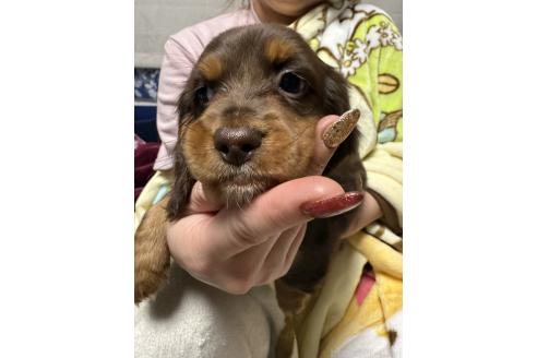 成約済の福岡県のミニチュアダックスフンド(ロングヘアード)-356017の2枚目