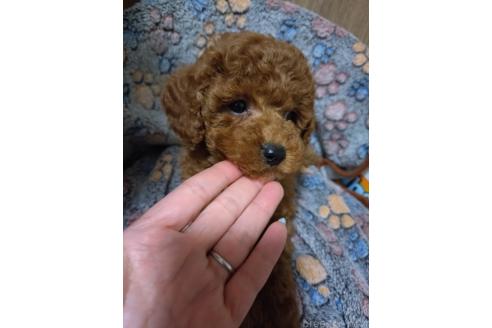 成約済の福岡県のトイプードル-364759の3枚目