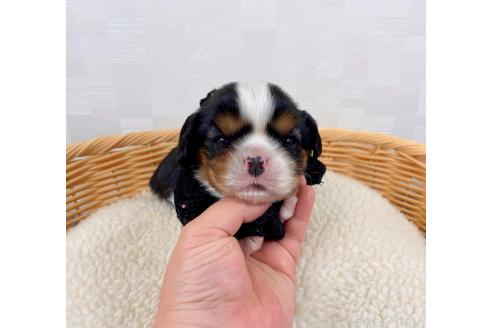 成約済の埼玉県のキャバリアキングチャールズスパニエル-364768の5枚目