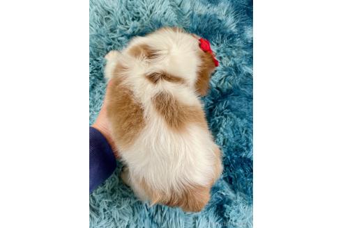 成約済の埼玉県のキャバリアキングチャールズスパニエル-359015の5枚目