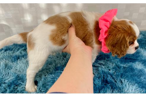 成約済の埼玉県のキャバリアキングチャールズスパニエル-357176の5枚目