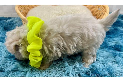 成約済の埼玉県のマルチーズ-363150の4枚目