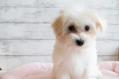 成約済の北海道のミックス犬-350059の3枚目