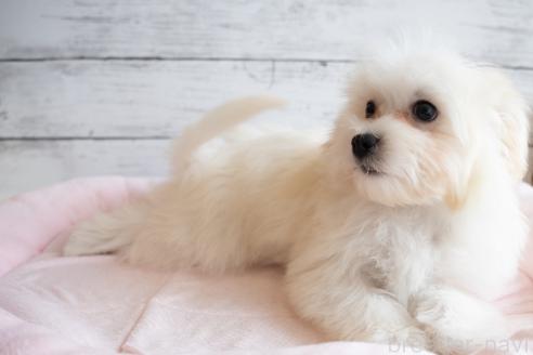成約済の北海道のミックス犬-350059の2枚目