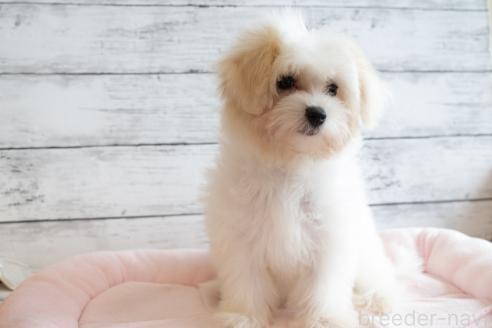 成約済の北海道のミックス犬-360689の5枚目