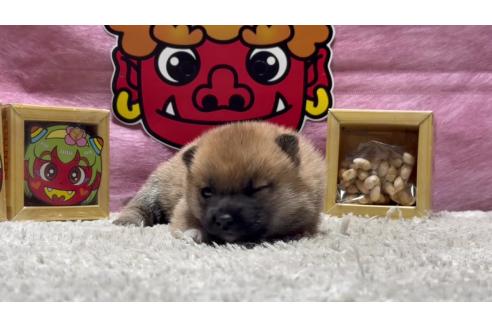 成約済の千葉県の豆柴-364818の6枚目