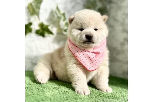 成約済の埼玉県の柴犬-362587の11枚目