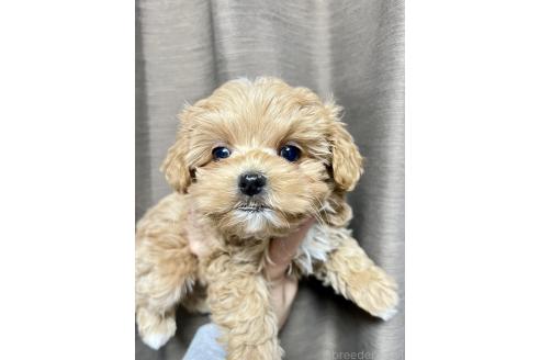 成約済の山口県のマルプー:マルチーズ×トイプードル-364905の3枚目