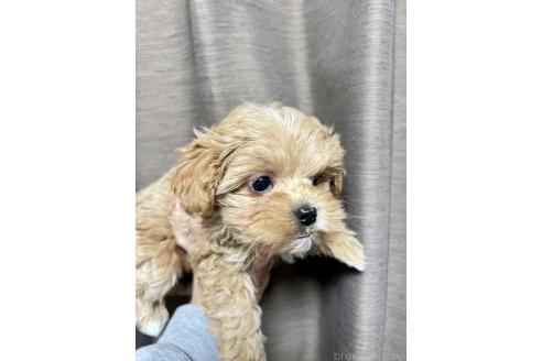 成約済の山口県のマルプー:マルチーズ×トイプードル-364905の2枚目