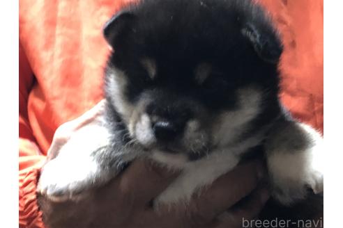 成約済の愛知県の柴犬-364920の18枚目