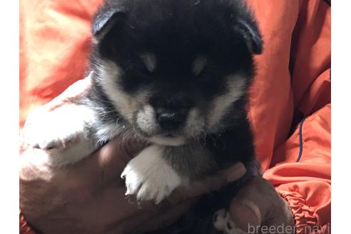 成約済の愛知県の柴犬-364920の17枚目