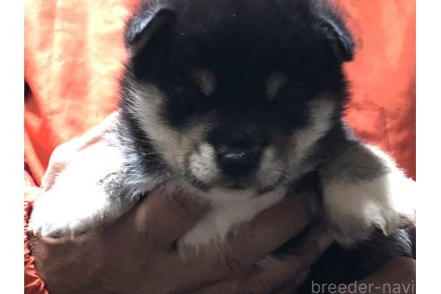成約済の愛知県の柴犬-364920の16枚目