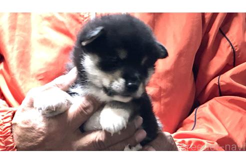 成約済の愛知県の柴犬-364920の15枚目